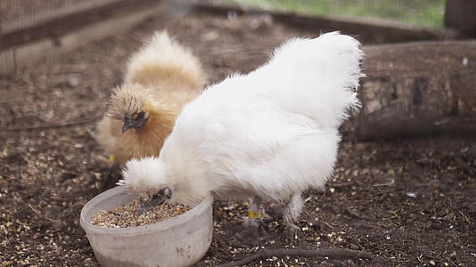 白丝白鸡在鸡房里吃鸡视频的预览图