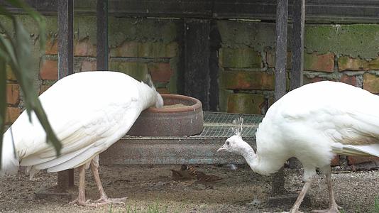 白孔雀吃食物视频的预览图