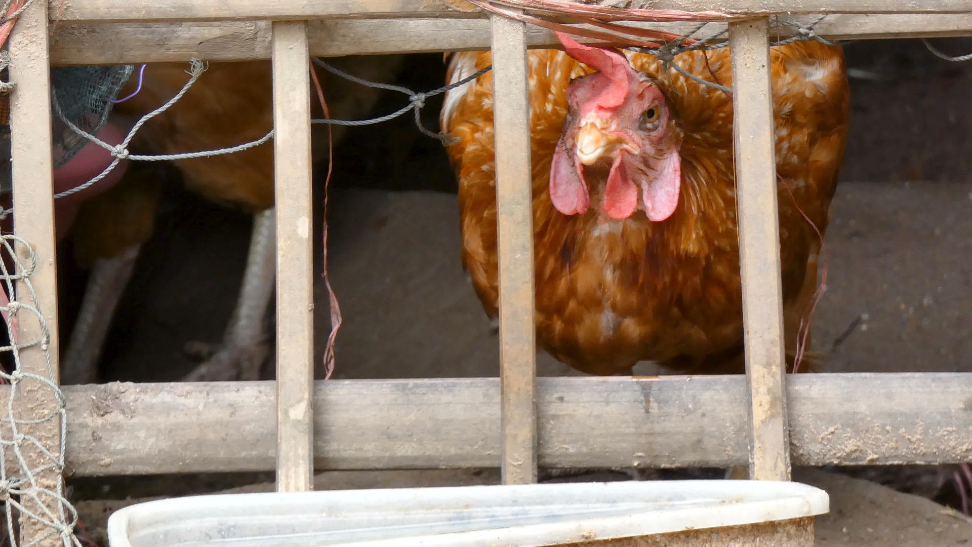 近距离关闭4公里的鸡在农村农场吃食物有环境声音视频的预览图