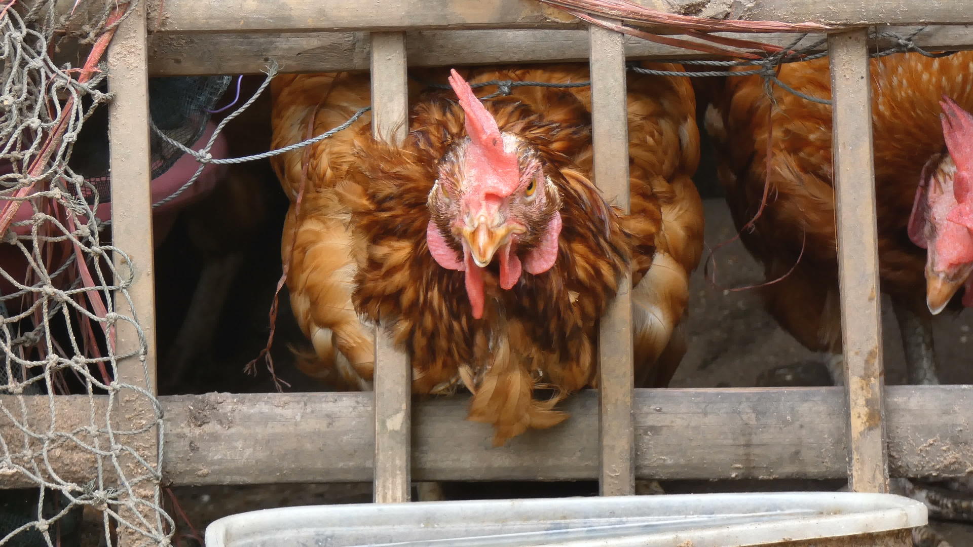 近距离关闭4公里的鸡在农村农场吃食物有环境声音视频的预览图