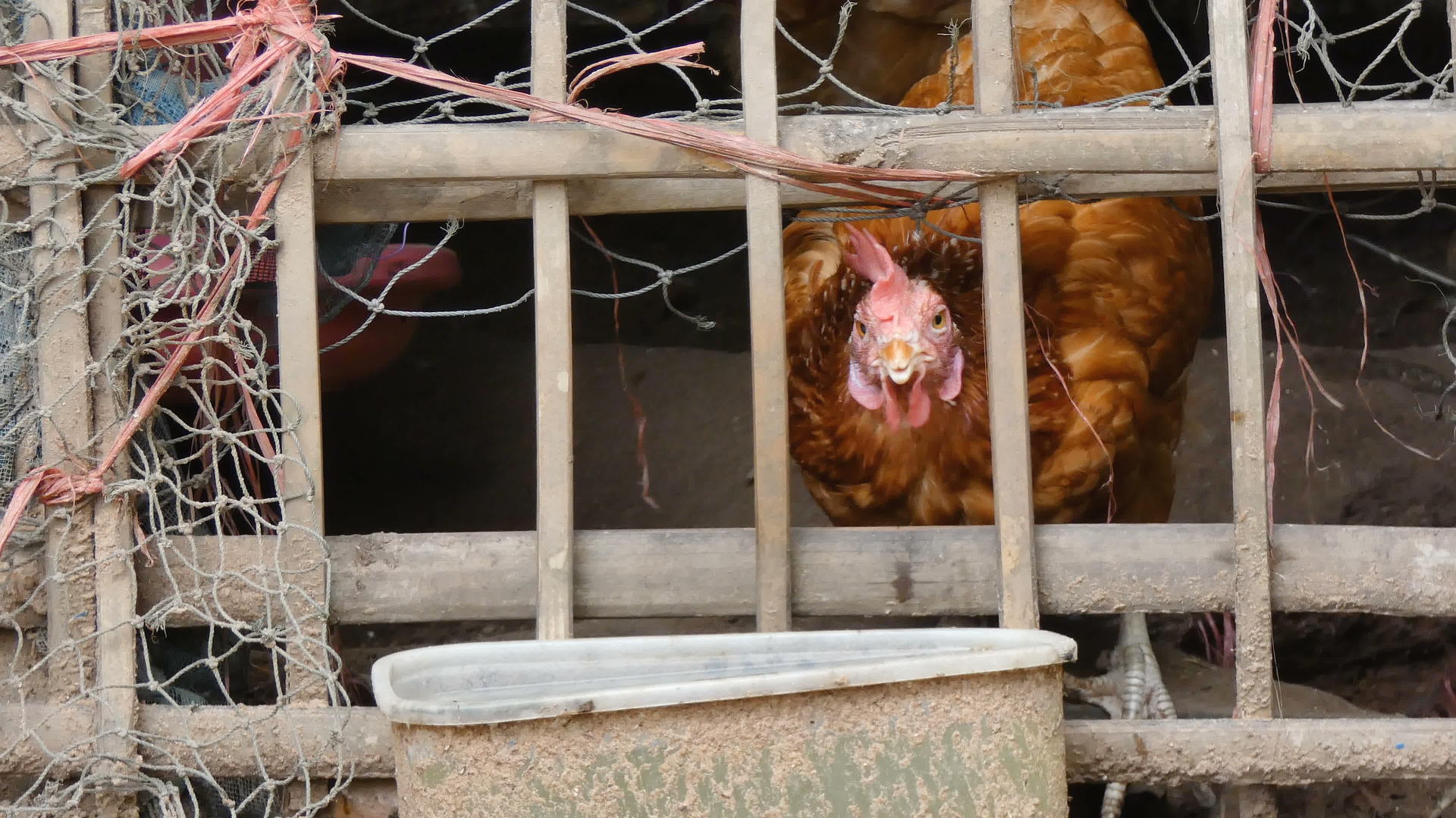 近距离拍摄的鸡在农村农场周围发出声音视频的预览图