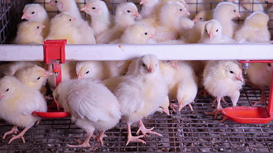 鸡迁移家禽养殖场视频的预览图