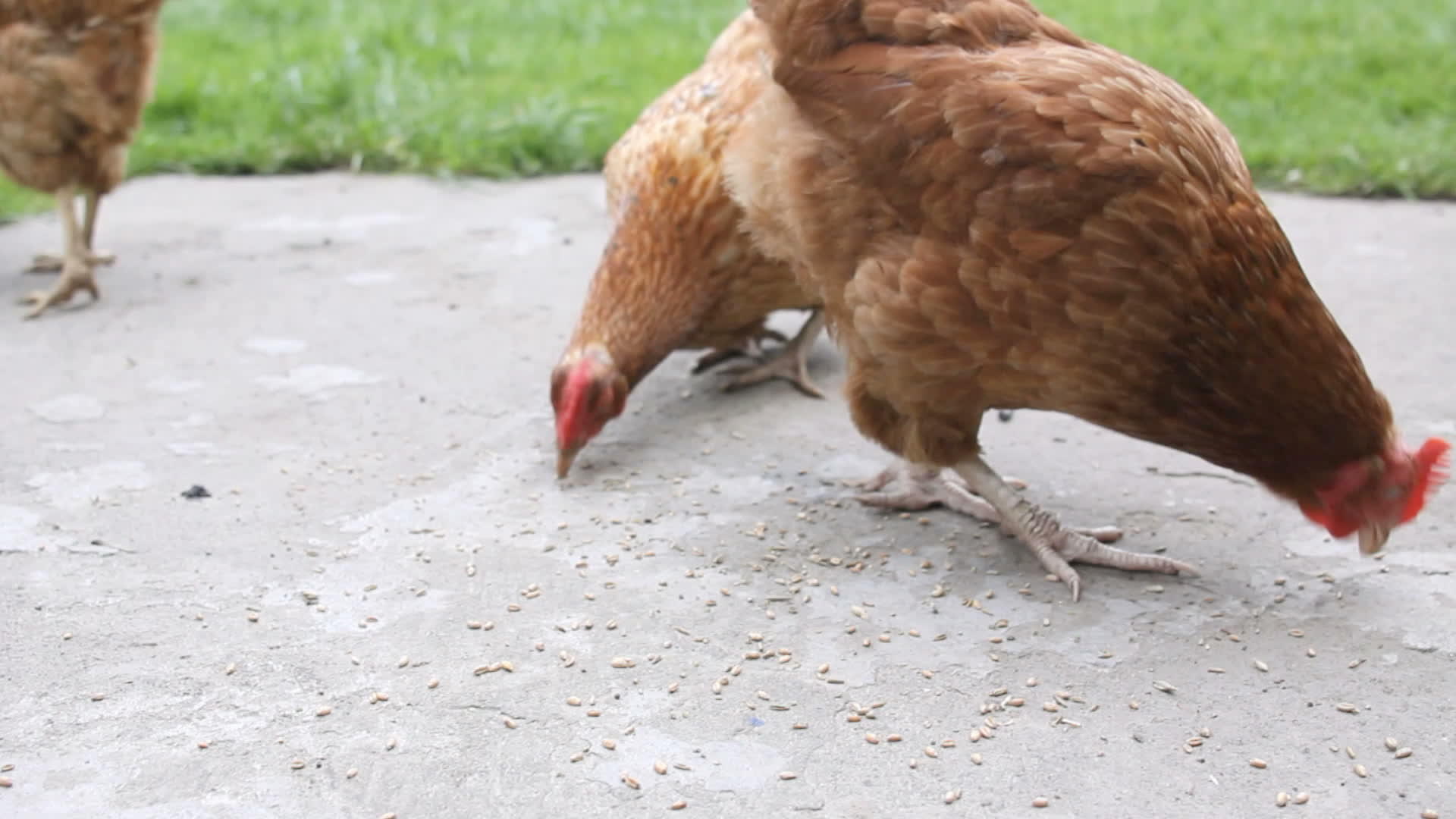 红色母鸡吃种子视频的预览图