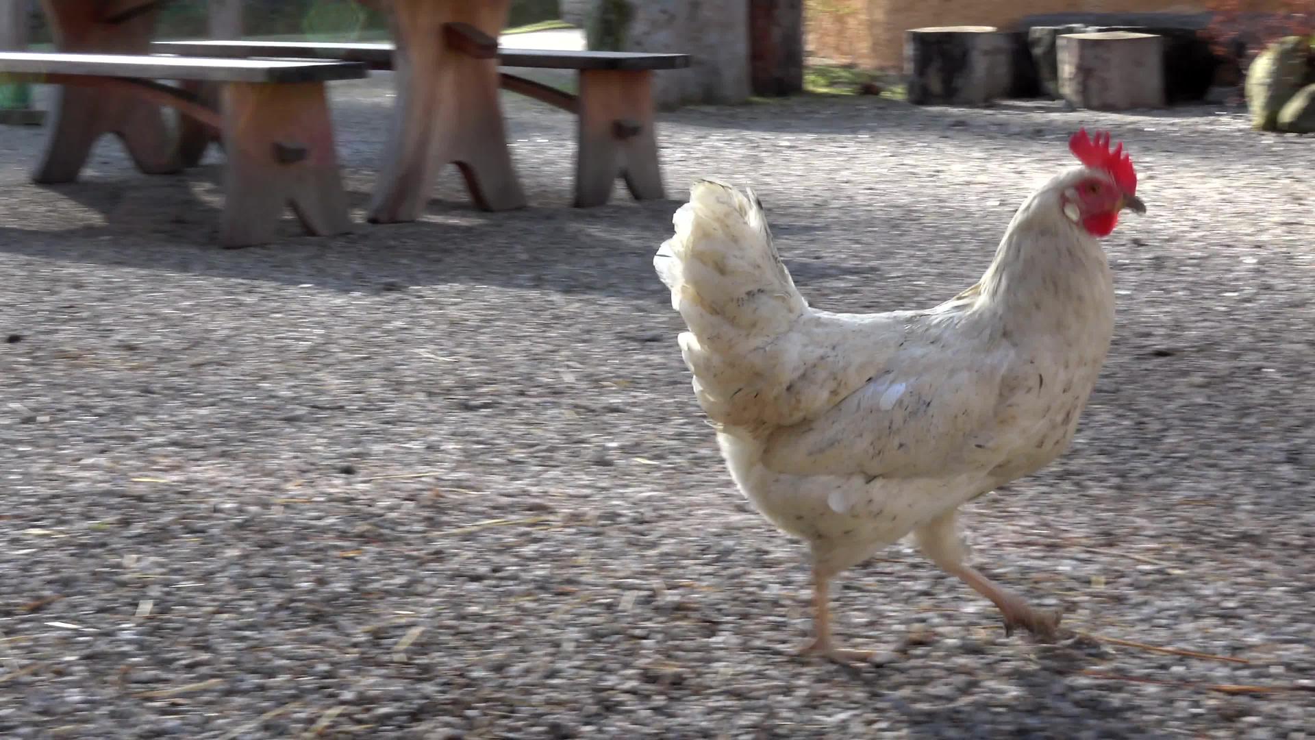 农场的鸡肉视频的预览图