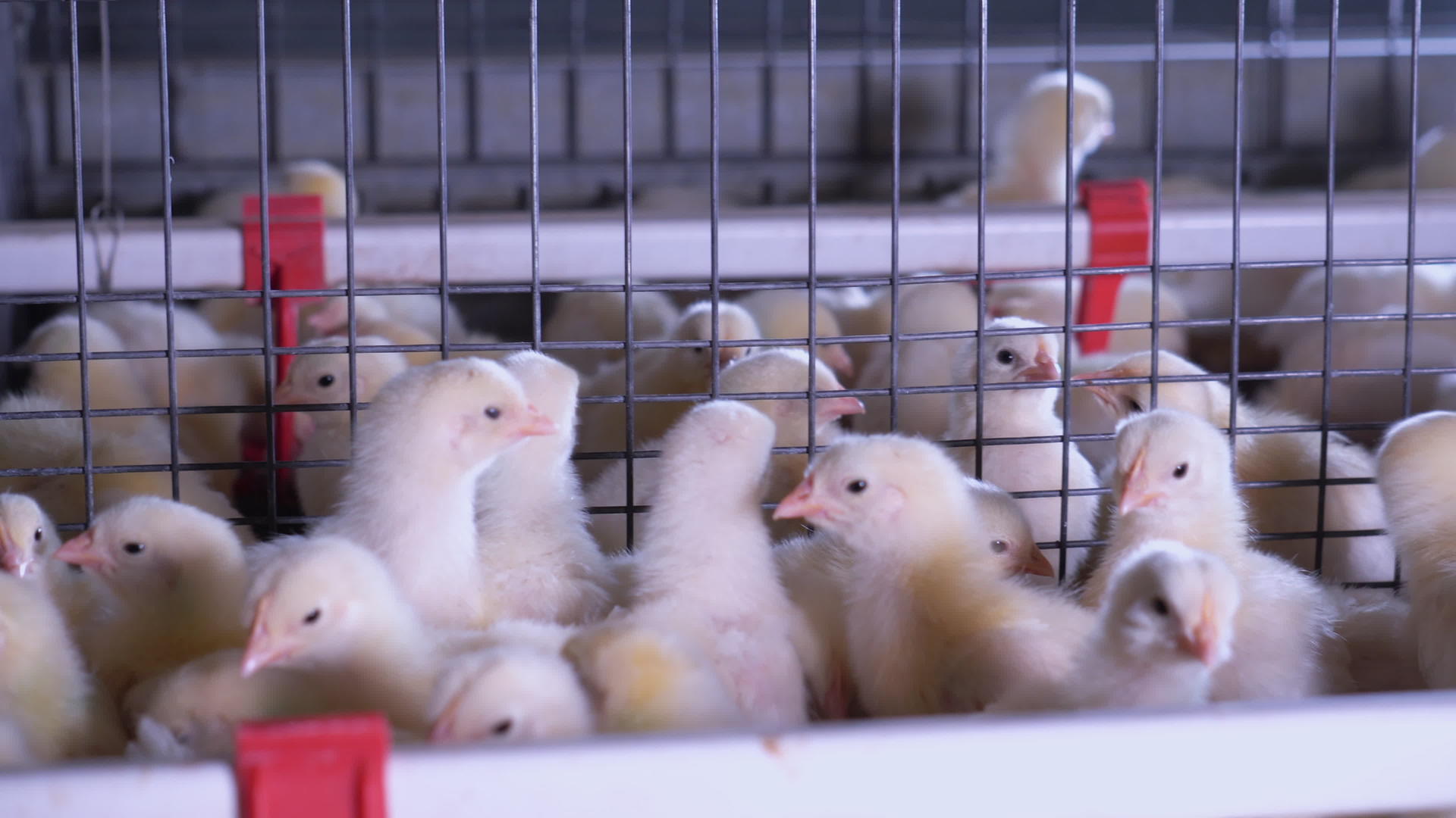 关闭家禽养殖场视频的预览图