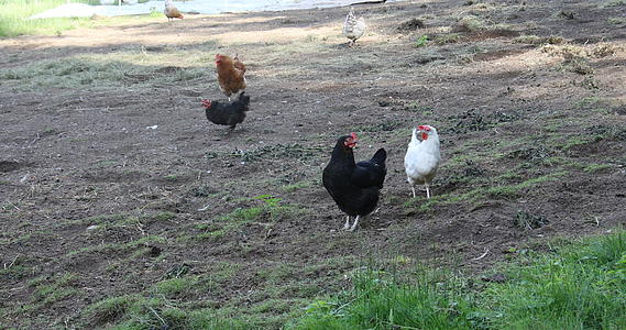 在草地上吃鸡肉视频的预览图