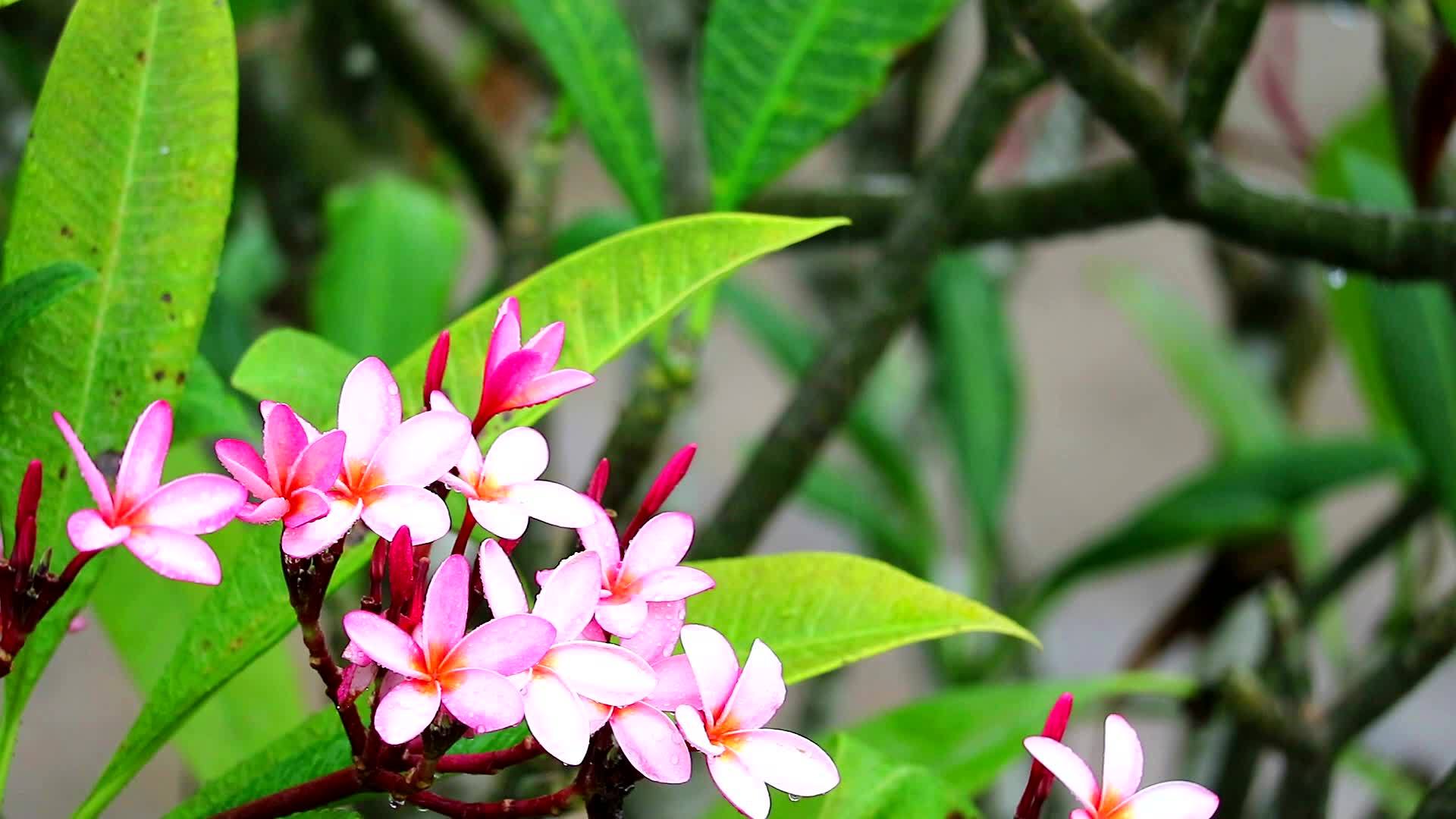 花园背景上的粉色白色羽毛花和模糊雨滴1视频的预览图