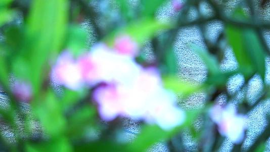 粉红色的白色鸡蛋花和模糊的花园背景焦点背景和焦点前景视频的预览图