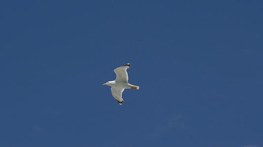 海鸥在天空中飞翔视频的预览图