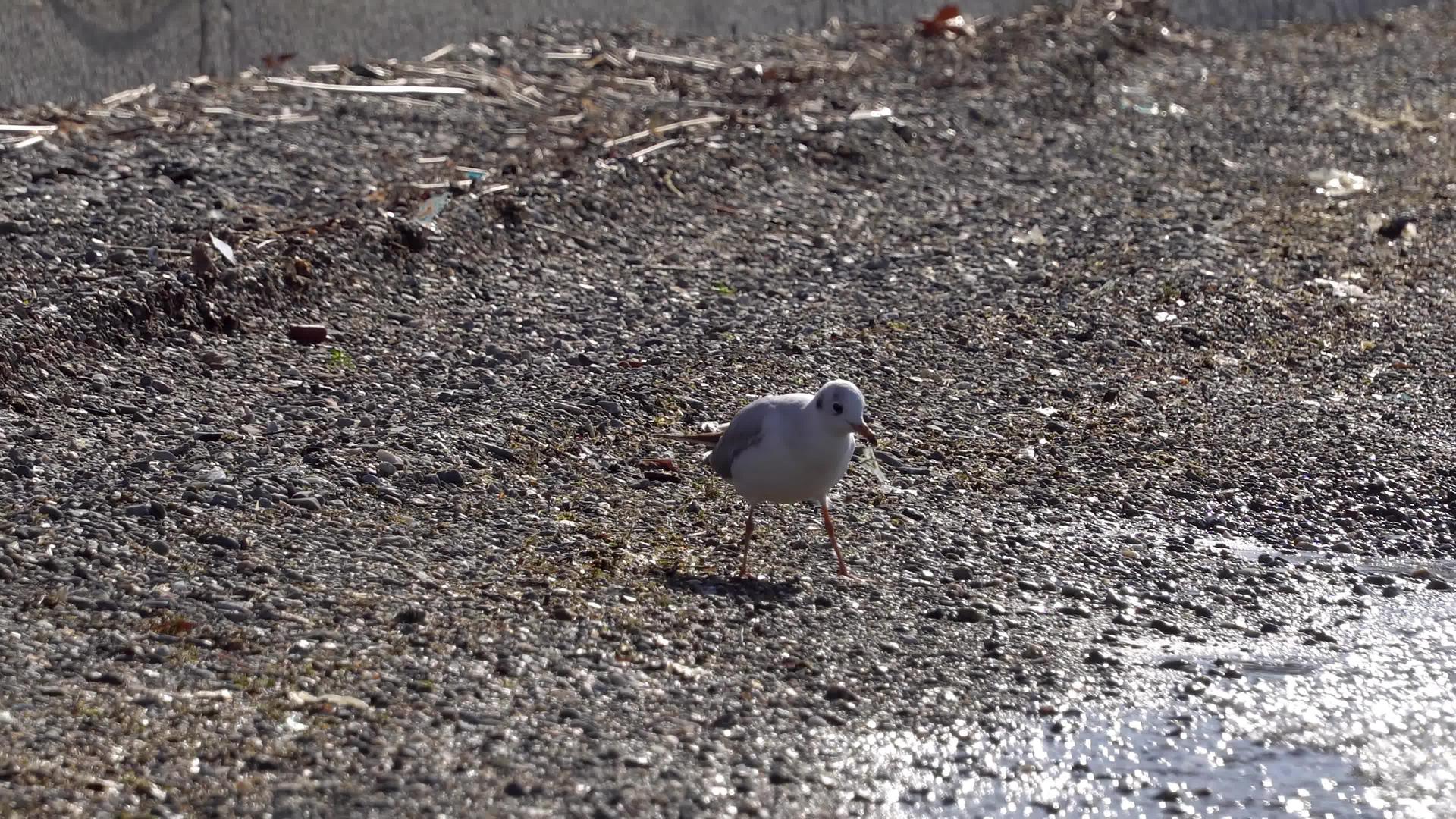单海鸥在奥赫里德湖的海滩上望向日落silvergagle视频的预览图