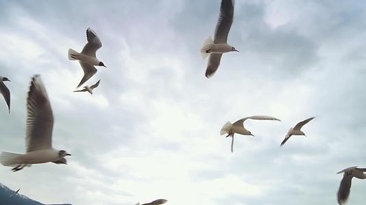 海鸥在春天慢慢地从水里飞过视频的预览图