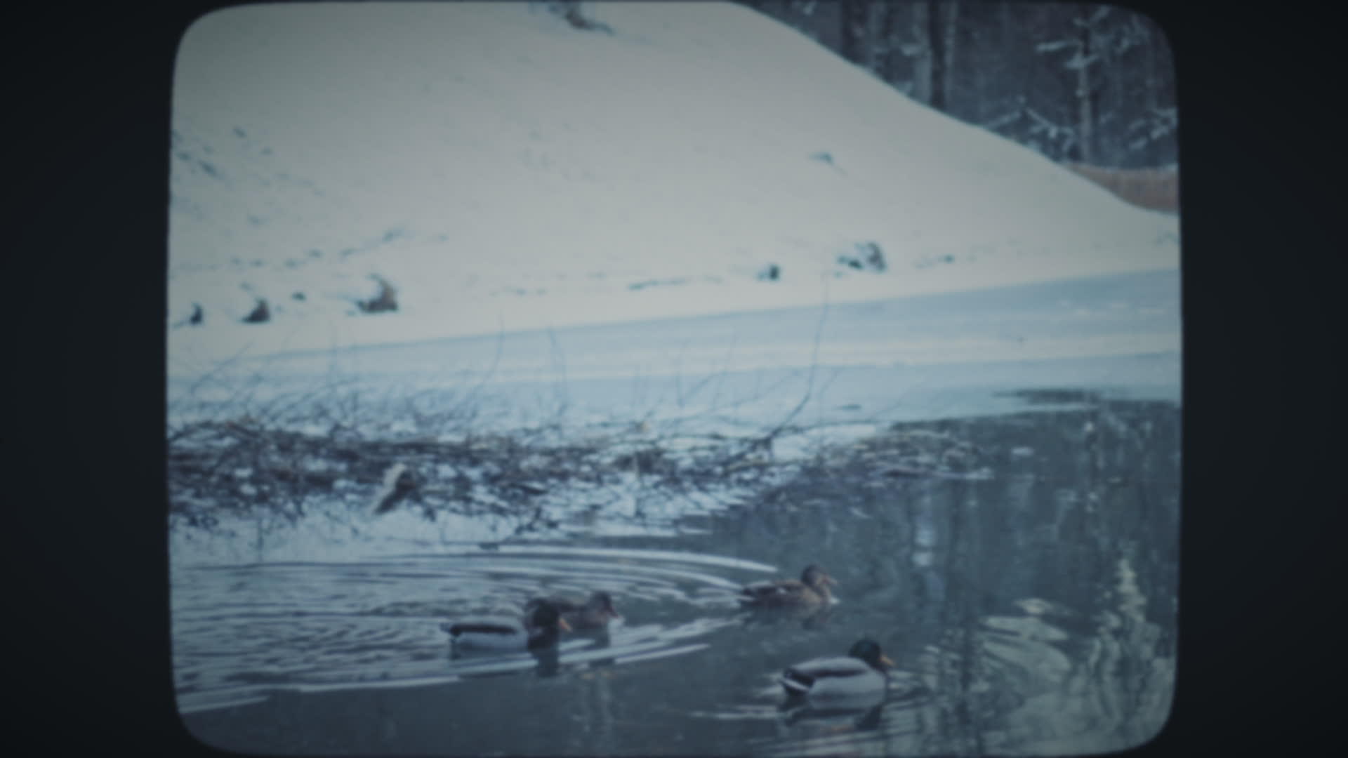 野鸭漂浮在冰冷的湖中视频的预览图