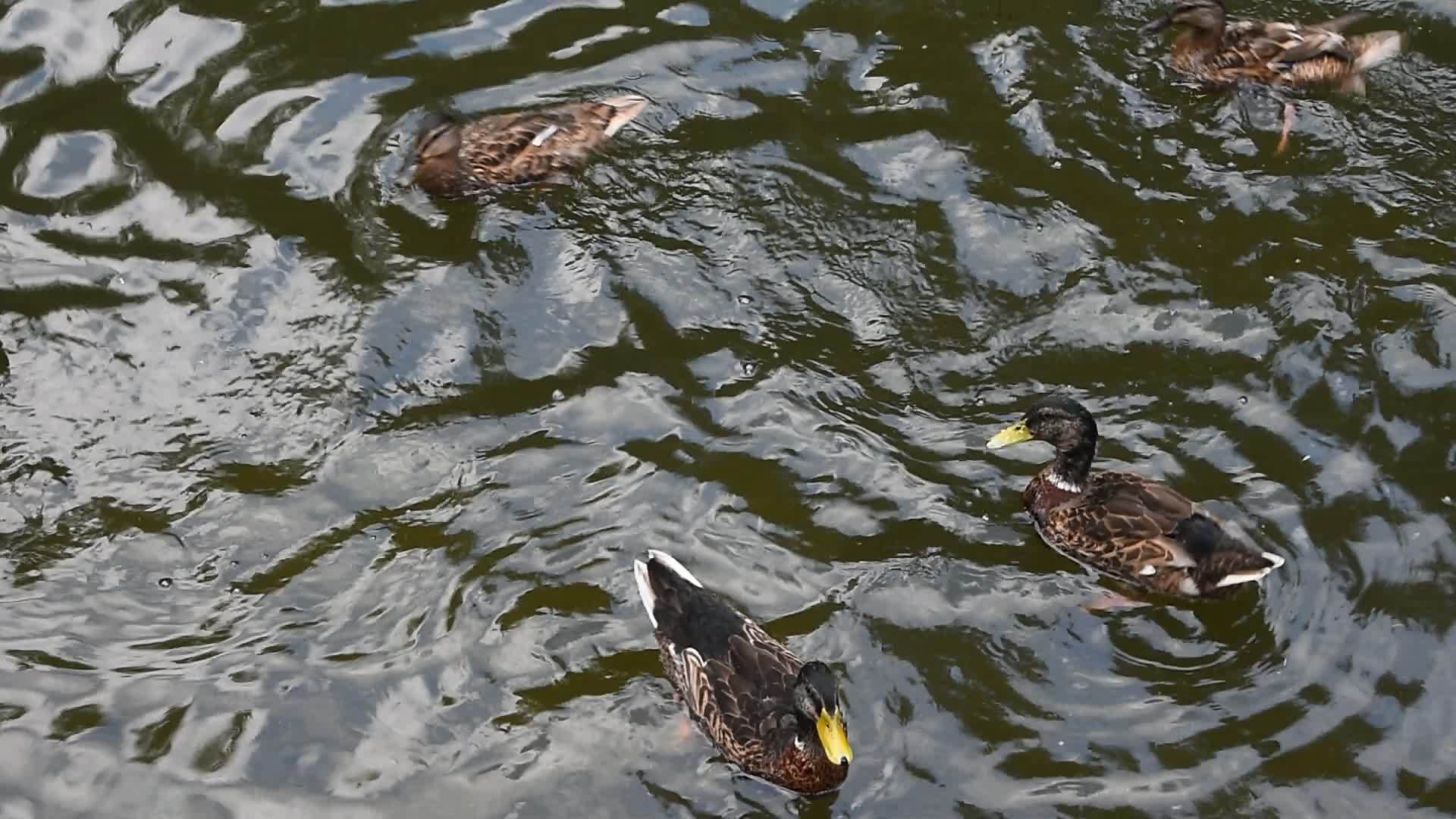 紧绷的野鸭在波浪的水中游得很快视频的预览图