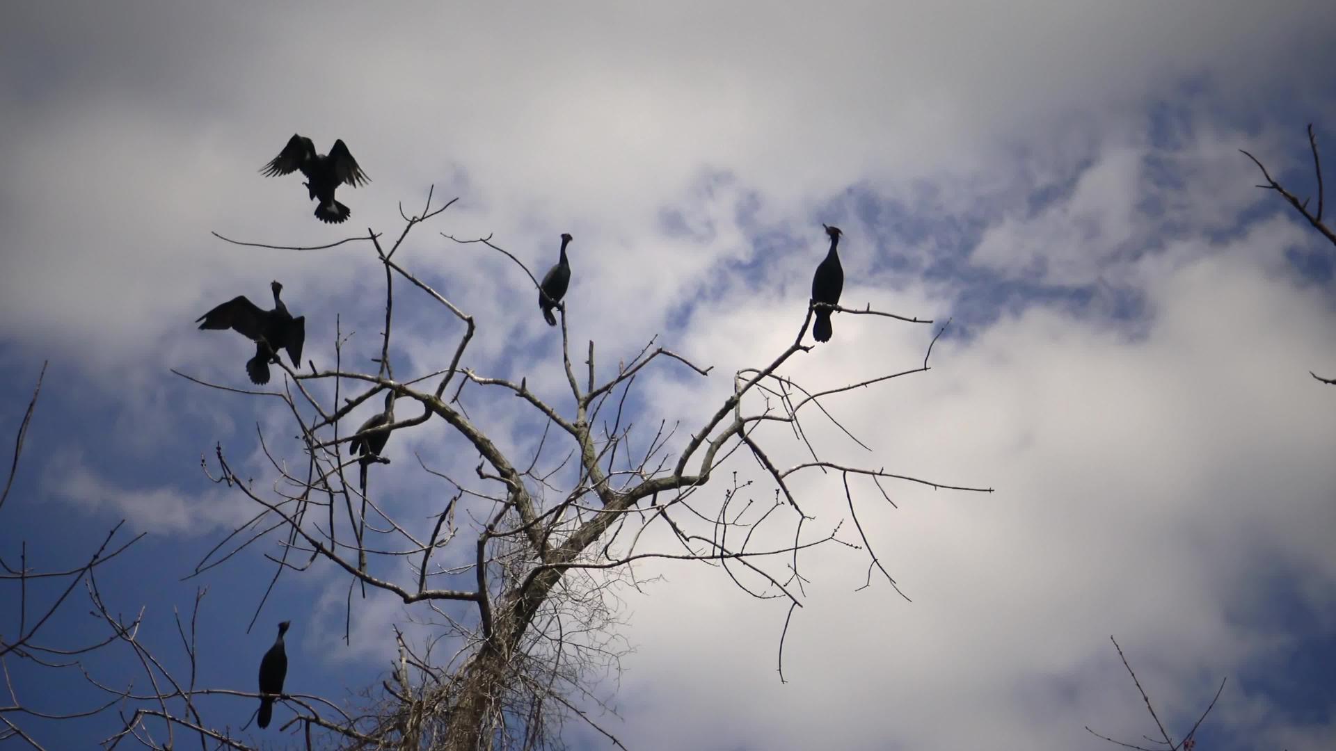 鸟儿坐在树上双层焦糖characrocorax视频的预览图