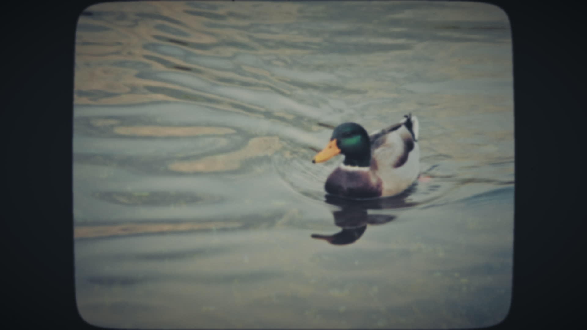 一群鸭子在湖中游泳视频的预览图