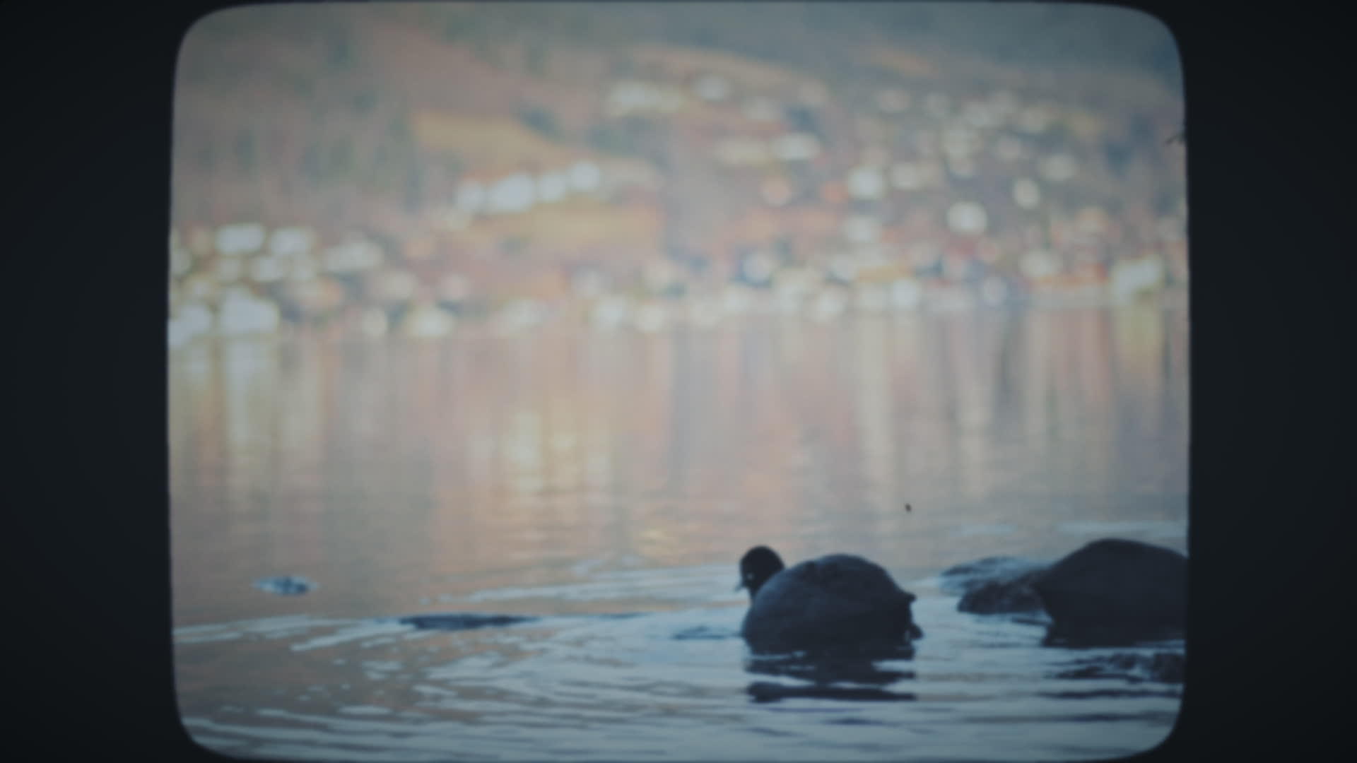 两只鸭子漂浮在湖中视频的预览图