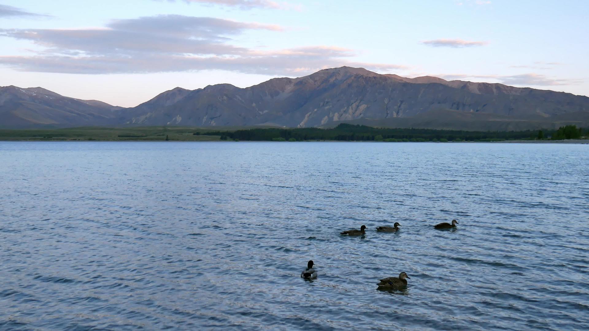 南岛的一群野鸭Tekapo在湖中互相游泳视频的预览图