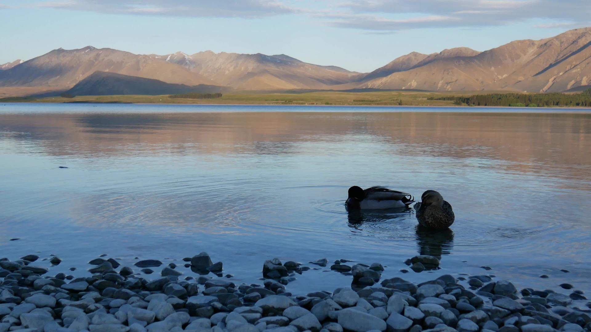 野鸭在南岛特卡波湖游泳视频的预览图