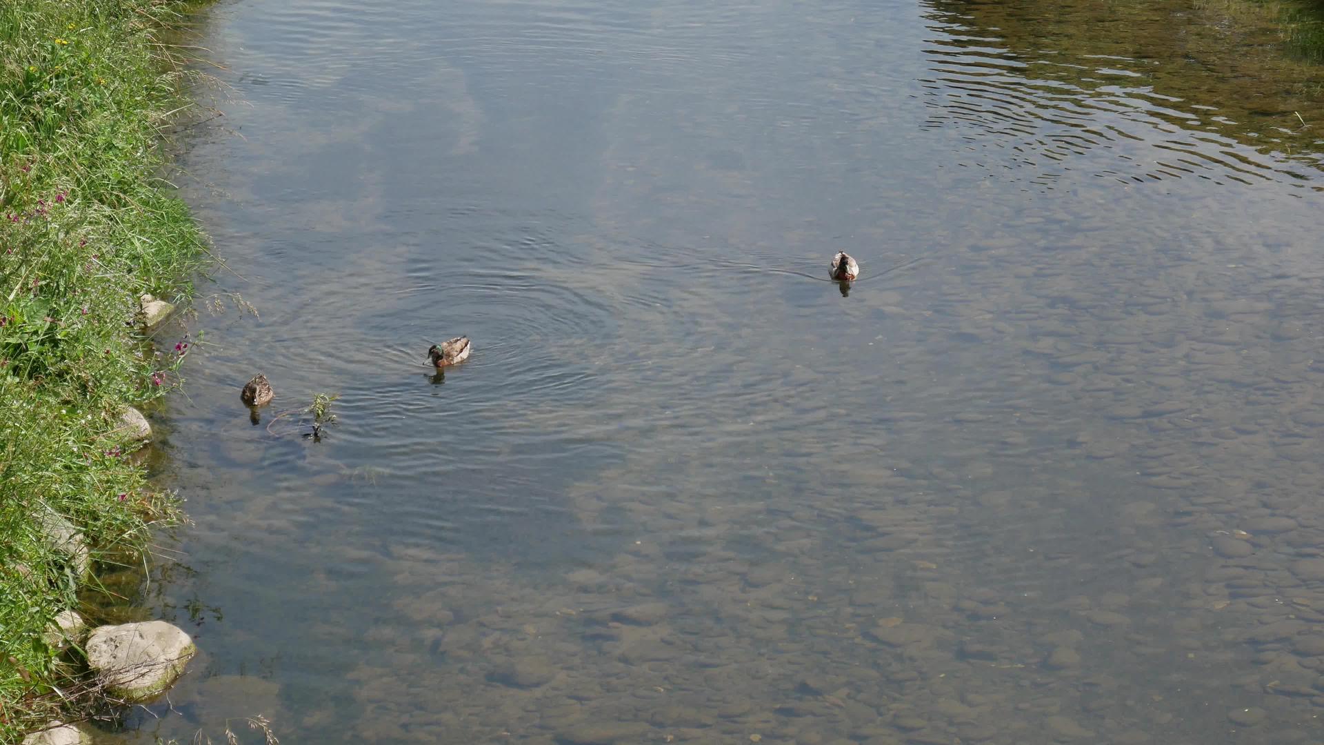野鸭在河里游泳视频的预览图