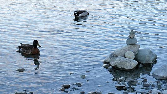 野鸭在特卡波湖视频的预览图