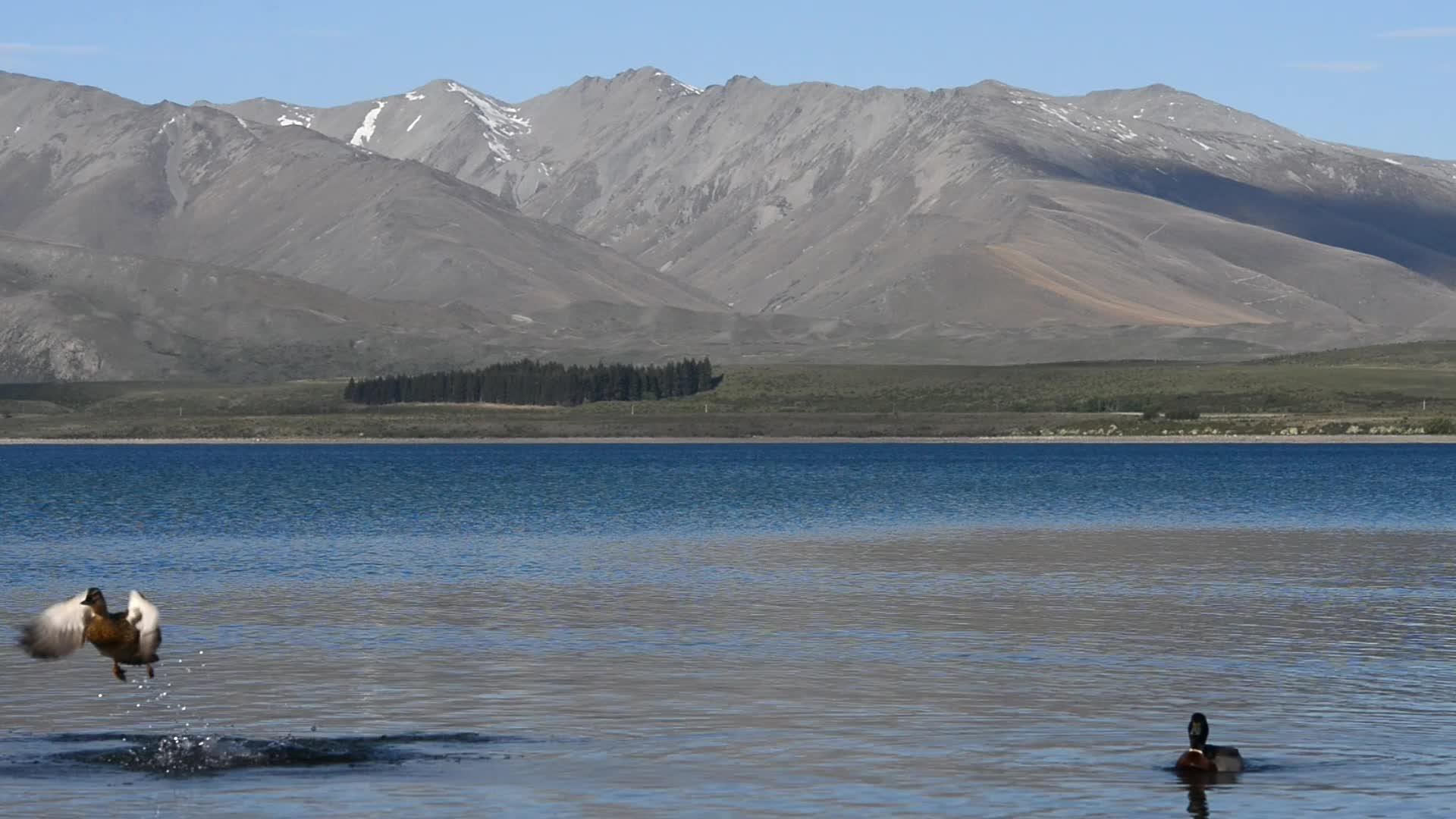 在特卡波湖中游视频的预览图