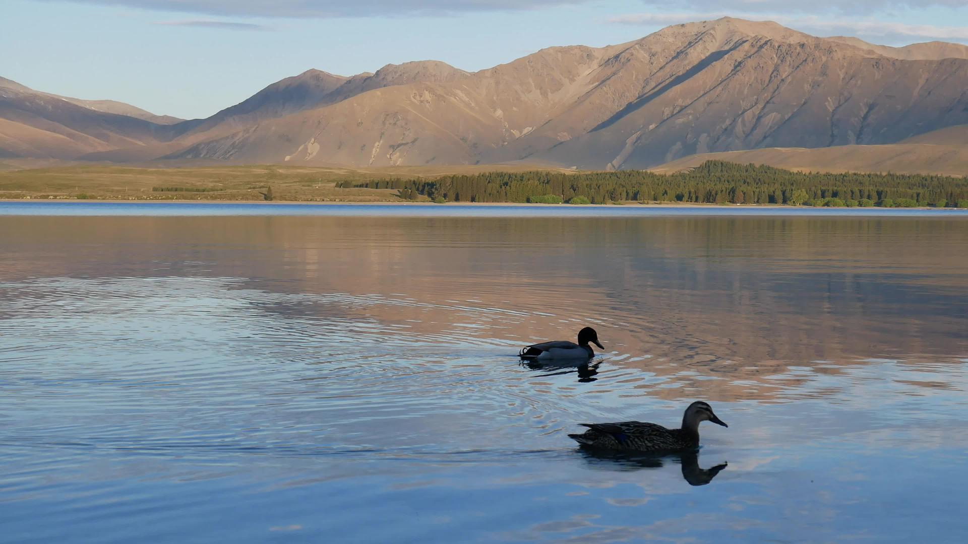 两只野鸭在新西兰的湖中视频的预览图