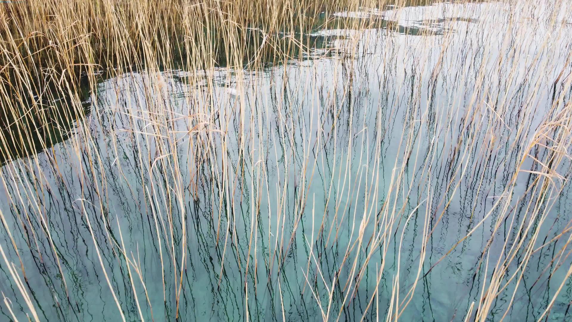 将北马塞多尼亚的奥赫里德湖移动到湖中的塑料瓶和水中的鸭子上视频的预览图