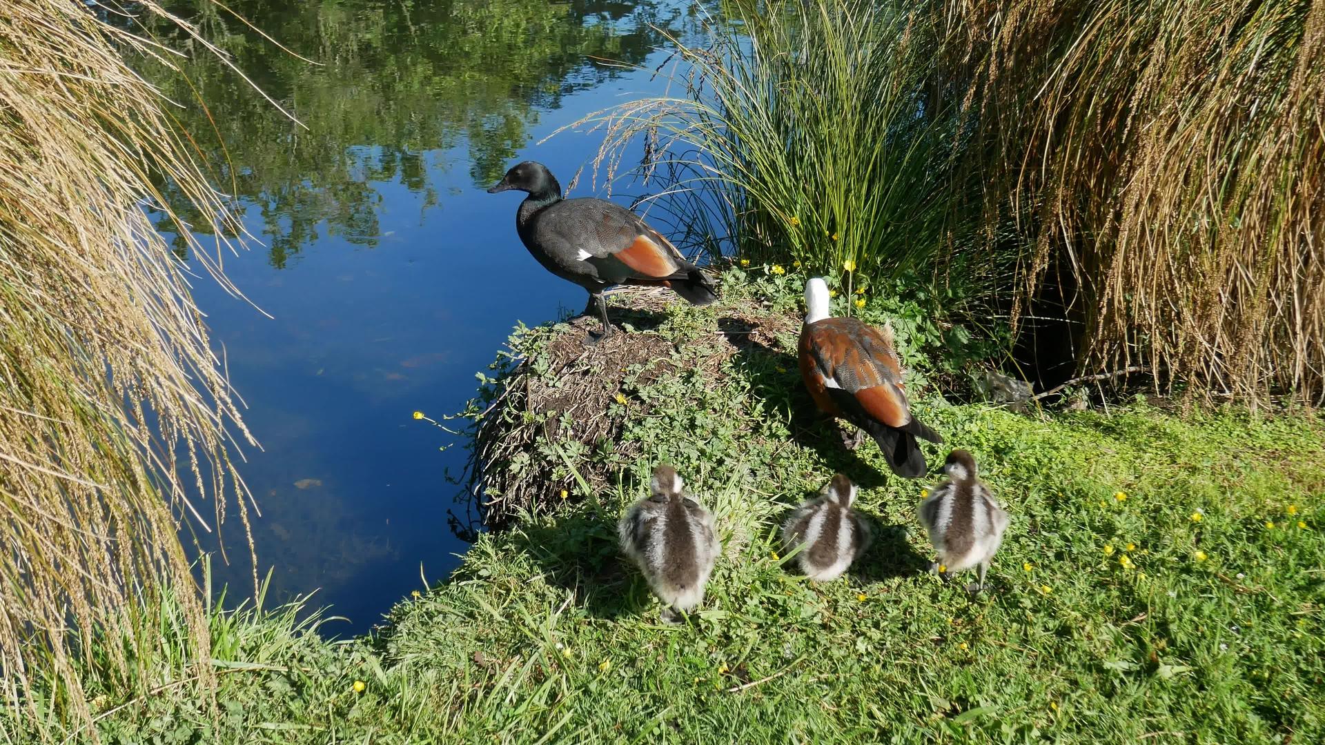 野鸭跳进植物园的河里视频的预览图