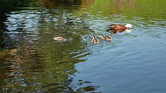 野鸭宝宝跟着妈妈在河里游泳在植物园克里斯蒂奇视频的预览图