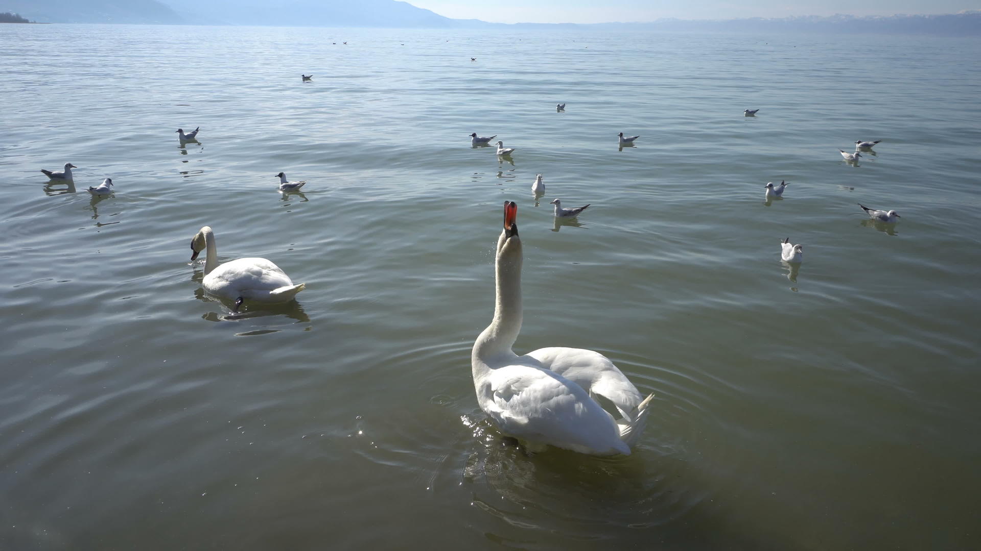 水中有天鹅和鸭子的湖视频的预览图