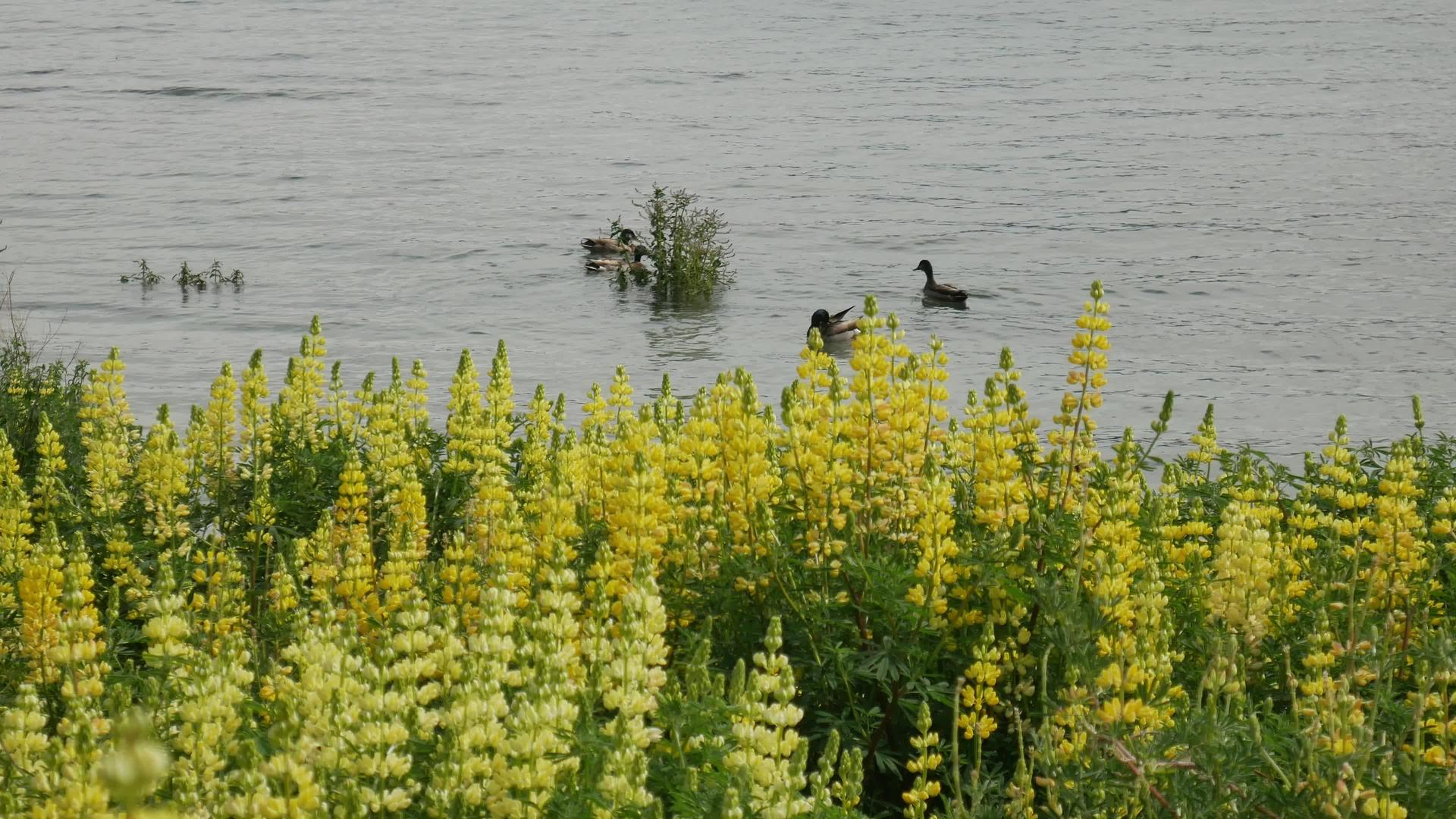 在瓦那卡湖中游的野鸭视频的预览图