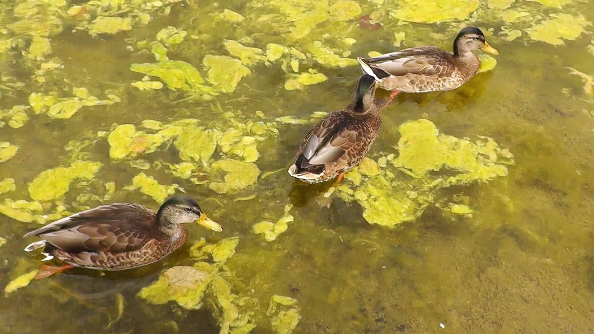 一群鸭子游过沼泽池塘视频的预览图