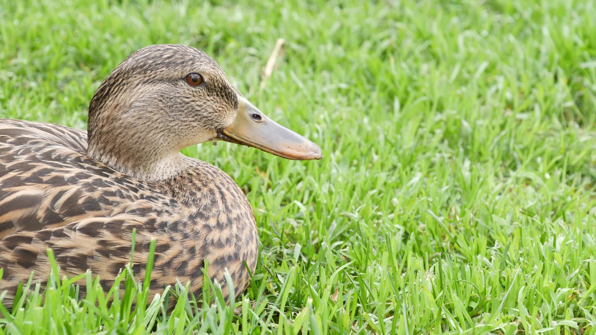在自然栖息地的新鲜绿色多汁的草地上有趣的鸭子很好奇视频的预览图