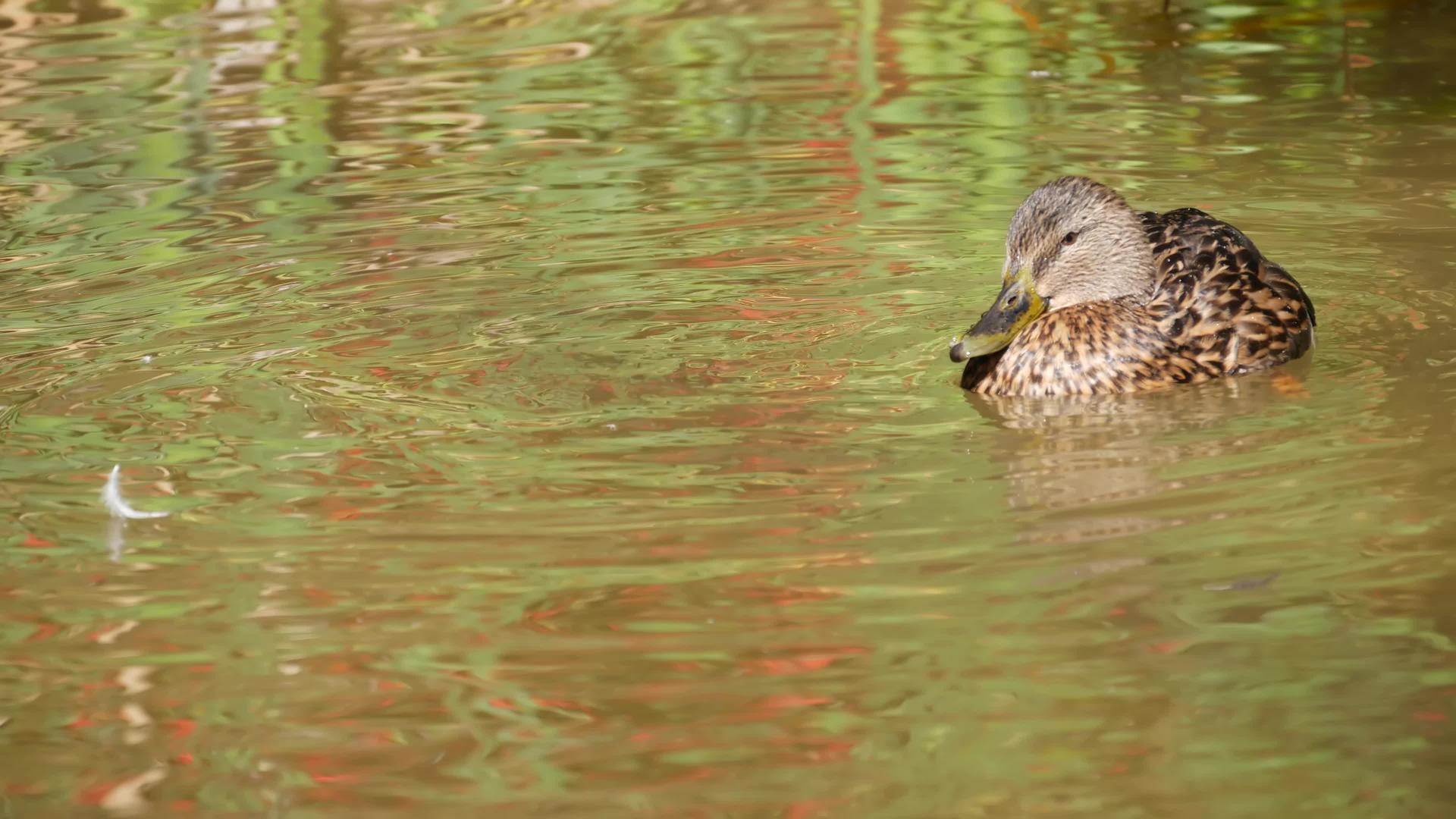 鸭子漂浮在荒野的水面上视频的预览图
