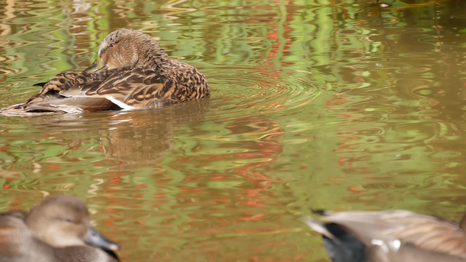 鸭子漂浮在荒野的水面上视频的预览图