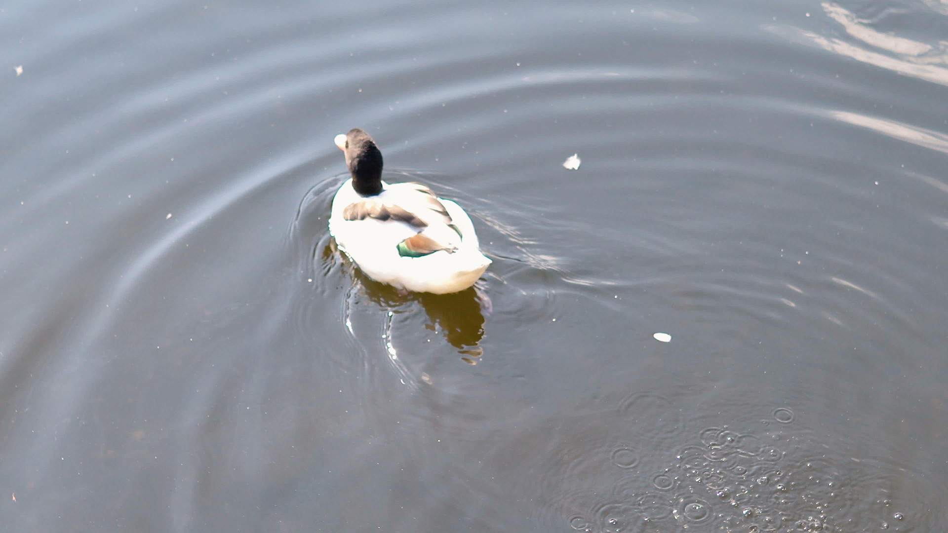 美丽的小鸭在被污染的池塘里游泳视频的预览图
