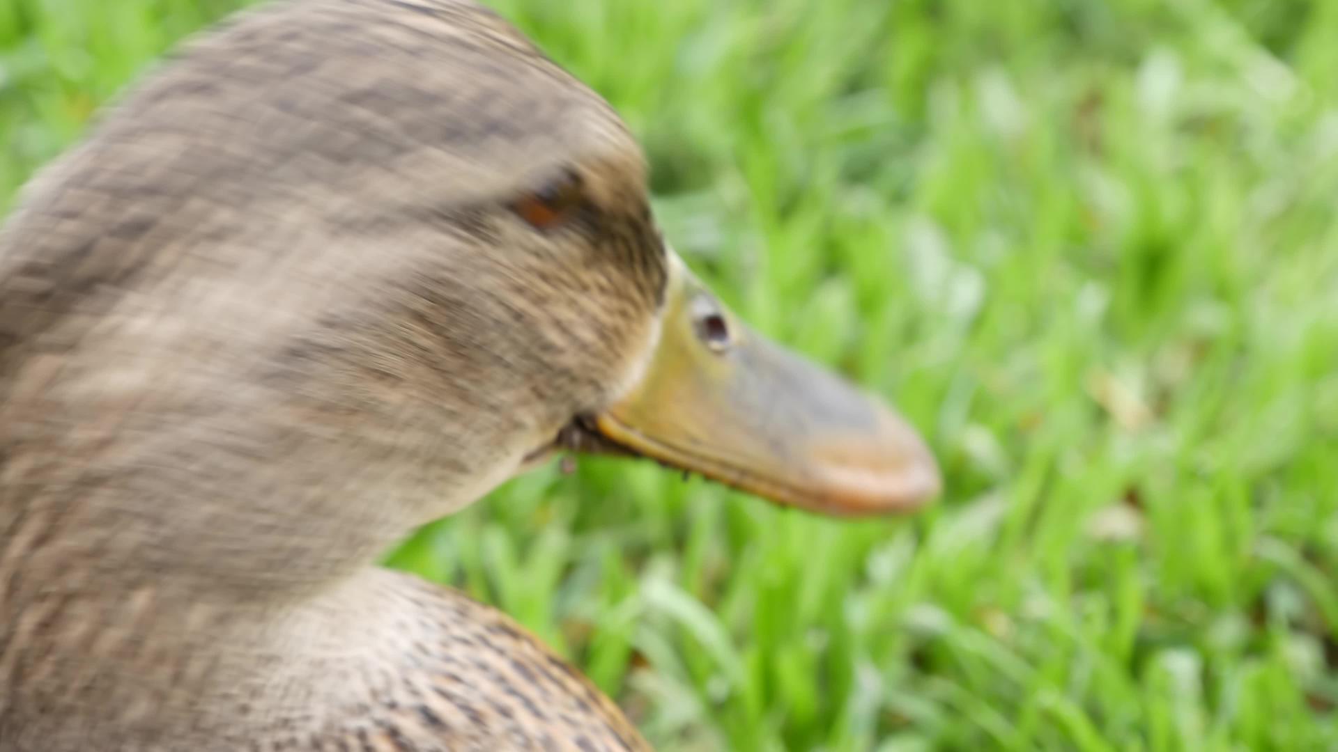 在自然栖息地的新鲜绿色多汁的草地上有趣的鸭子很好奇视频的预览图