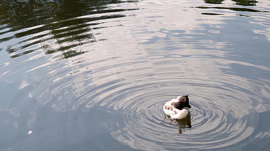 孤独的鸭子在池塘中央视频的预览图