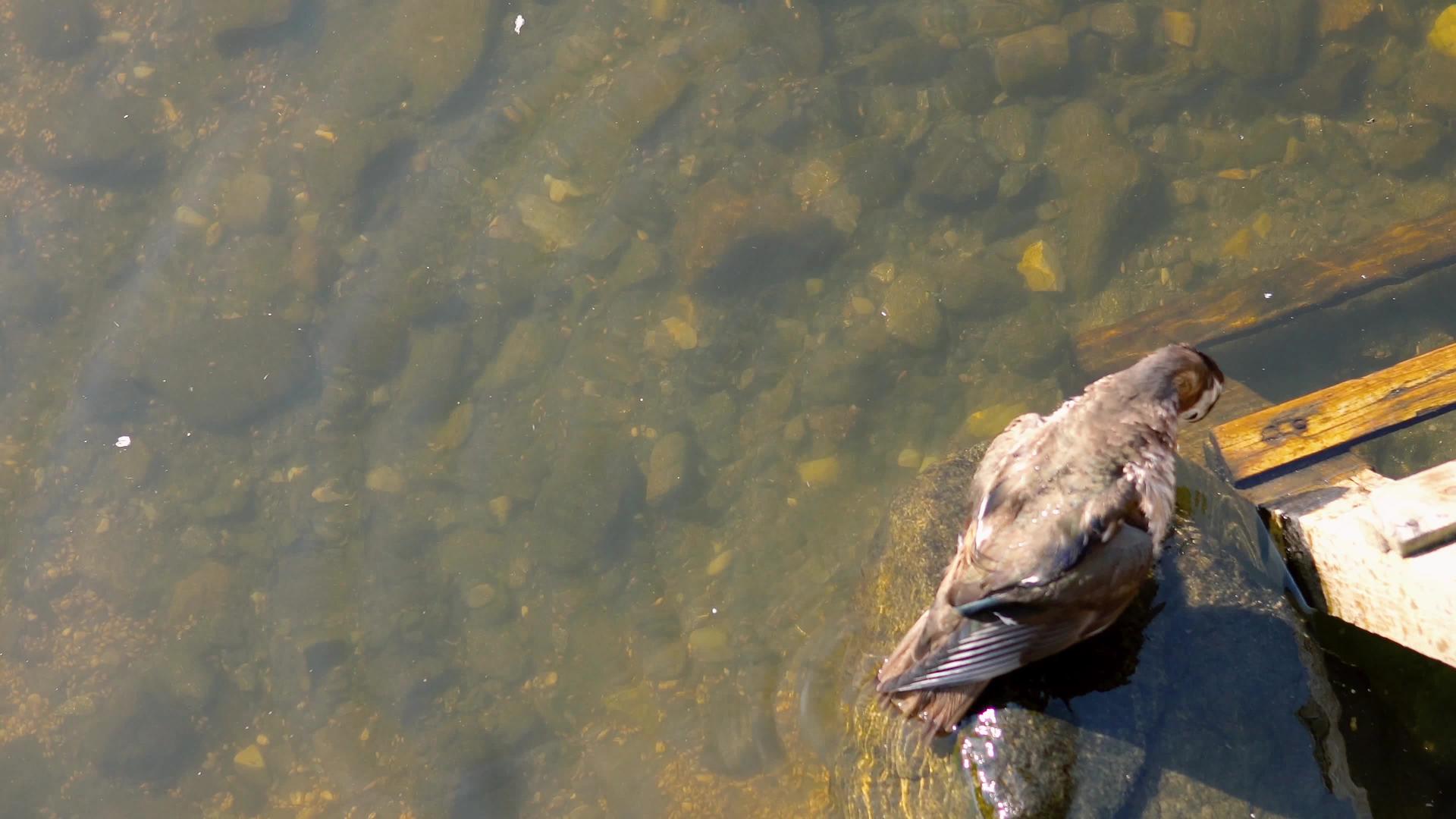 清洗湖边岩石上羽毛的鸭子视频的预览图