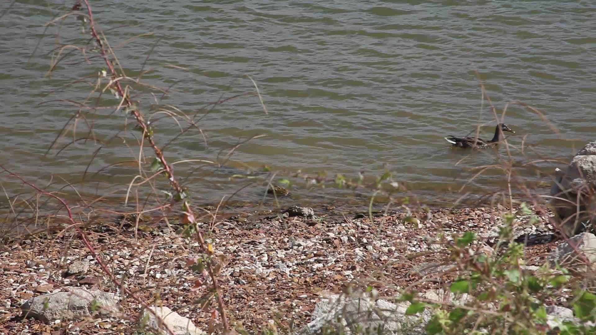 鸭子在德克萨斯湖葡萄藤湖游泳视频的预览图
