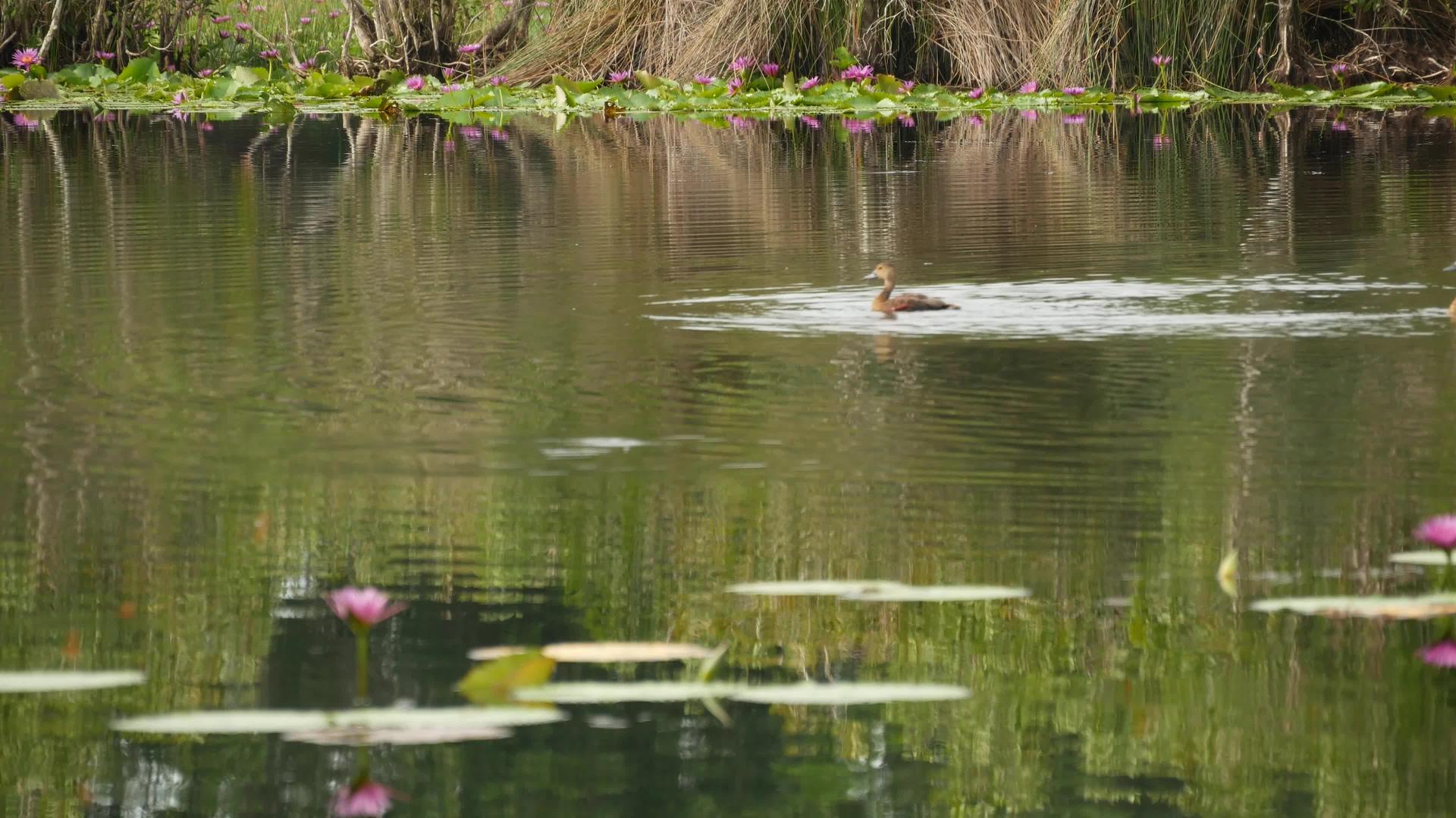 湖上的鸭子和睡莲视频的预览图