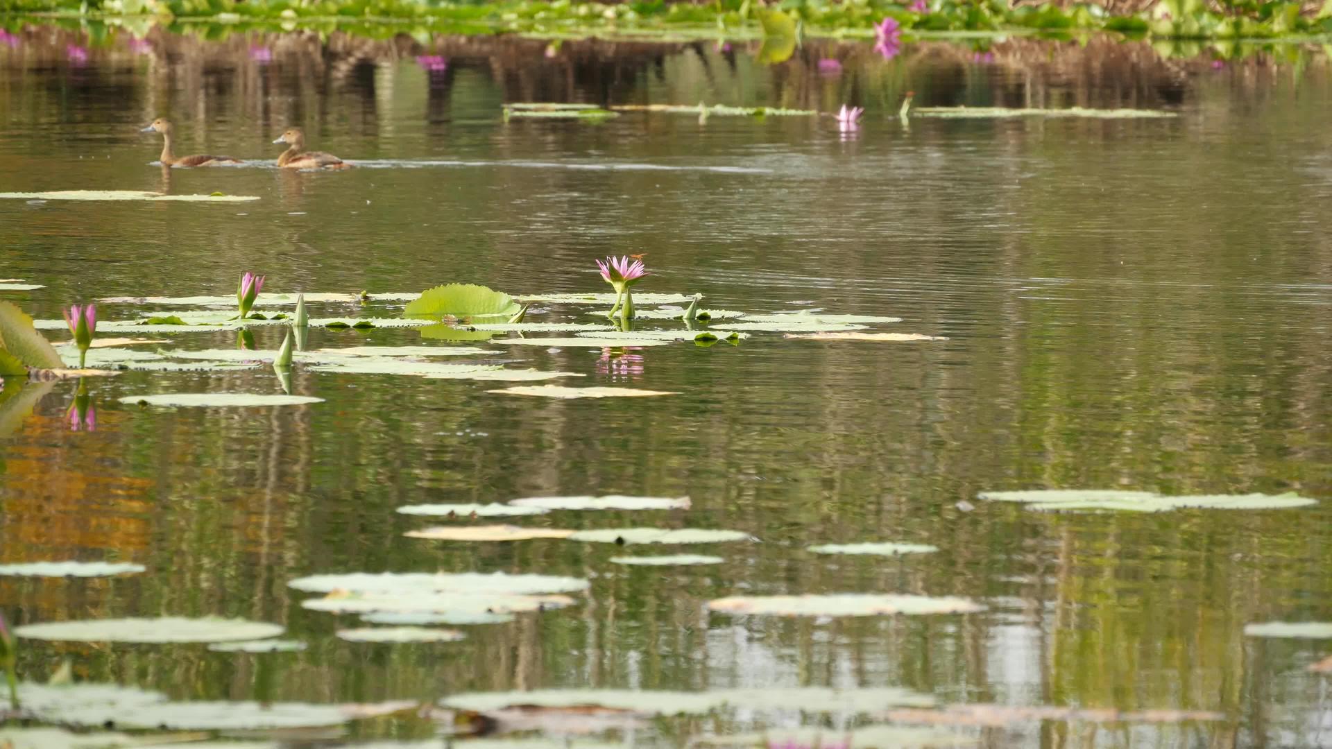 湖上的鸭子和睡莲在阴沉的水中反射着鸟儿的粉红色莲花视频的预览图