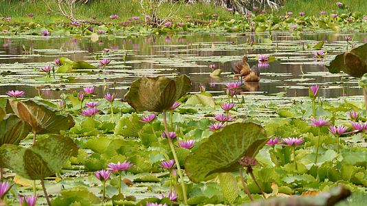 湖上的鸭子和睡莲在阴沉的水中反射着鸟儿的粉红色莲花视频的预览图