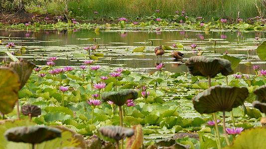 湖上的鸭子和睡莲在阴沉的水中反射着鸟儿的粉红色莲花视频的预览图
