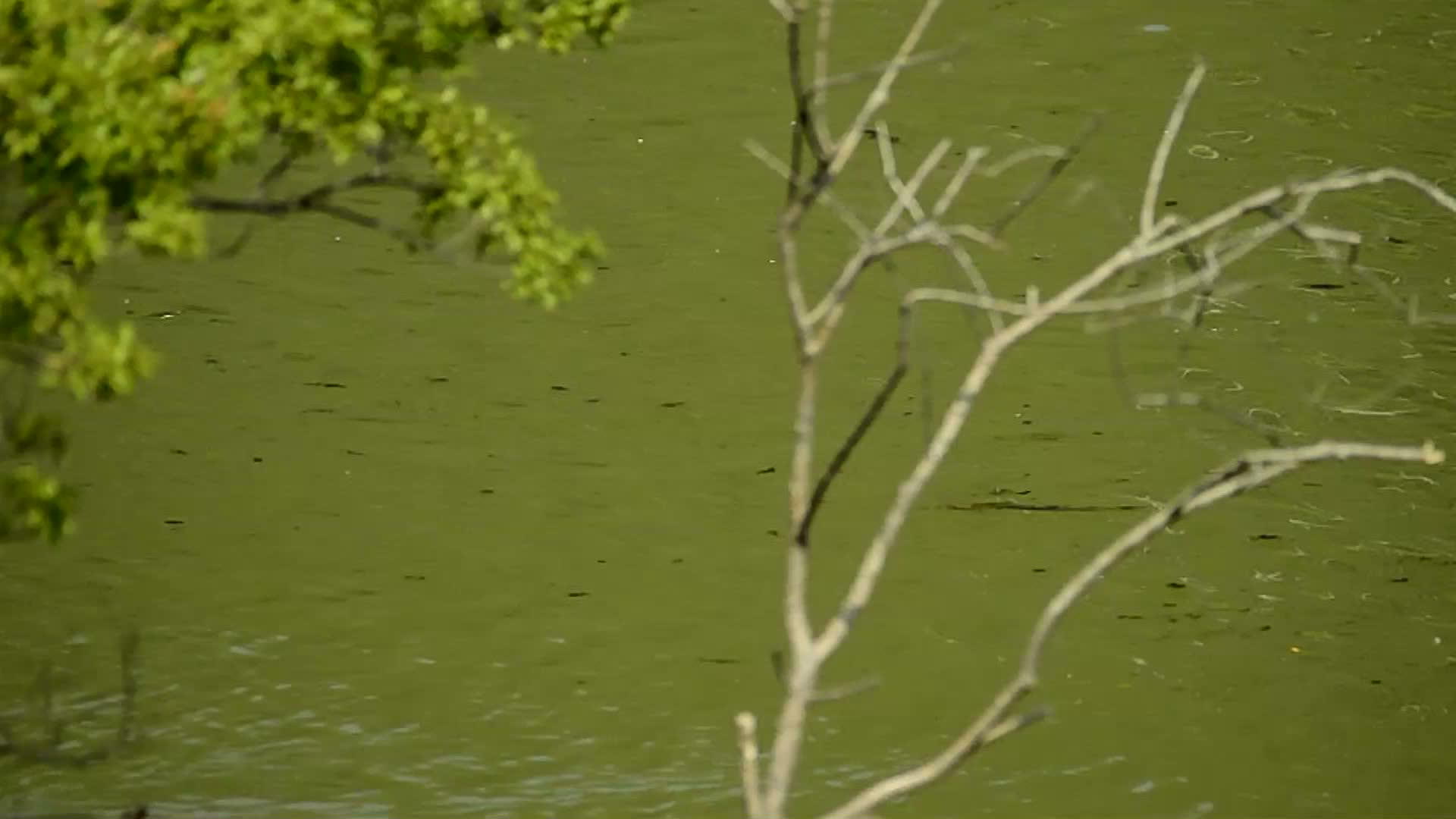 欧洲的露口鸭迅速游到河边视频的预览图