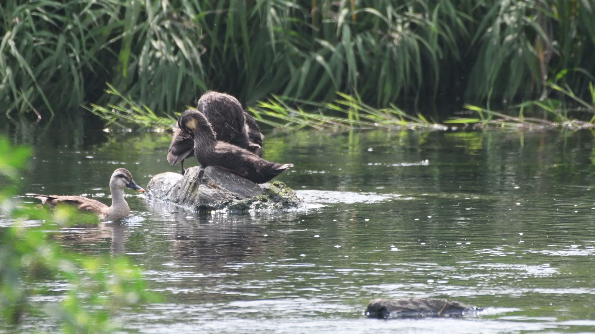三只鸭子站在河里的小石头上视频的预览图
