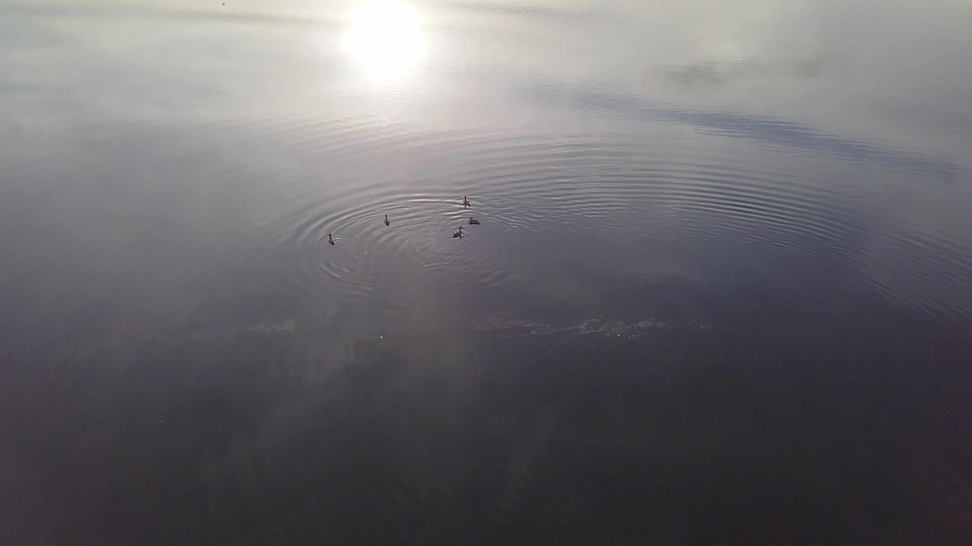 观察鸭子在池中空中视频的预览图