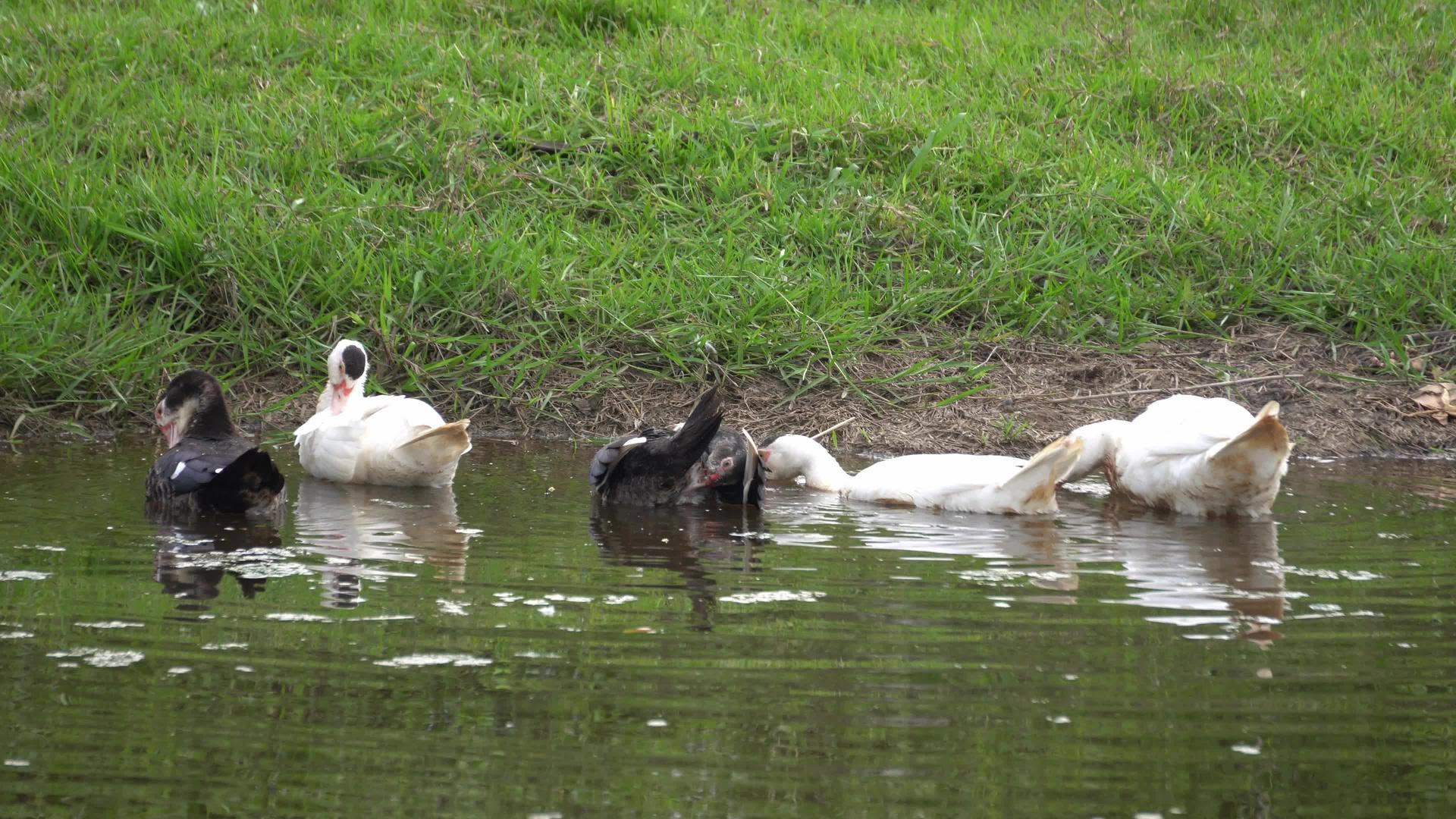 黑白鸭和白鸭在河里有纯净的羽毛视频的预览图