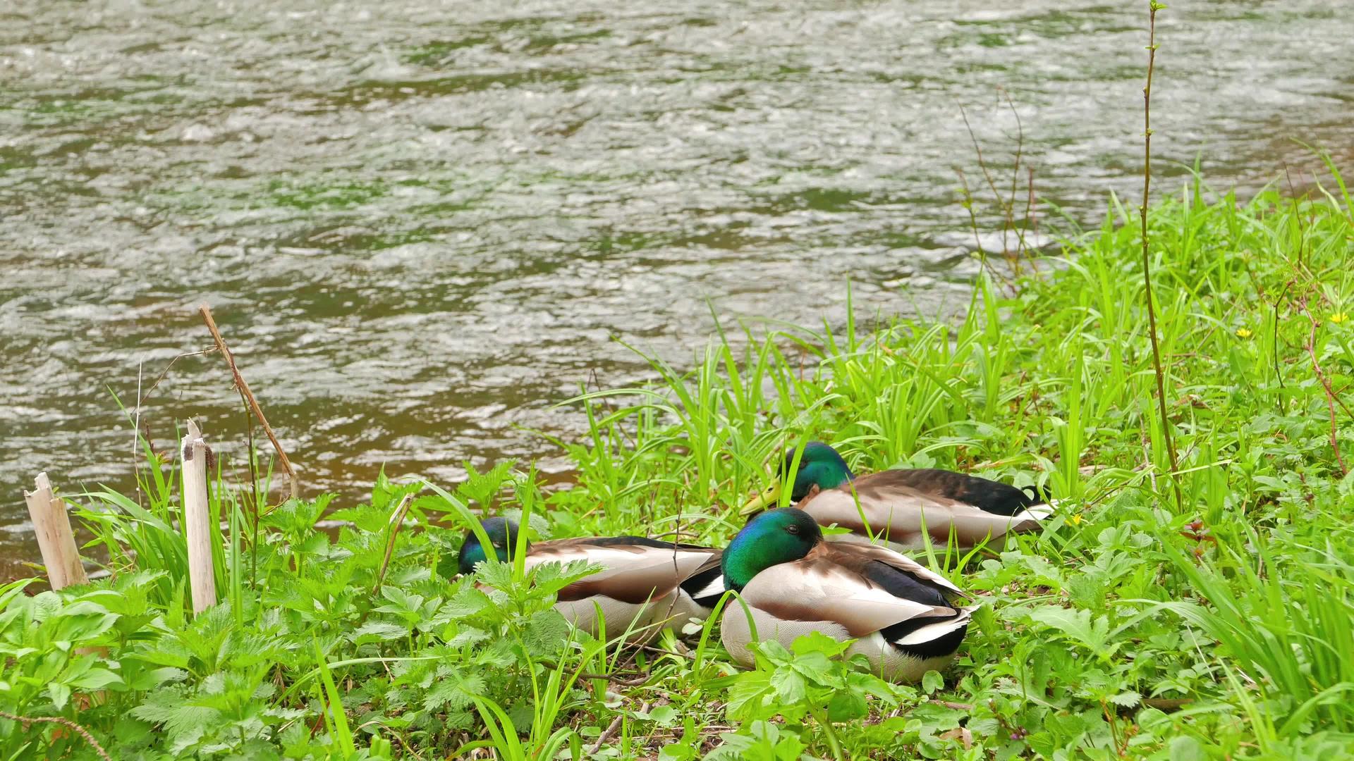 鸭子在河岸上休息视频的预览图