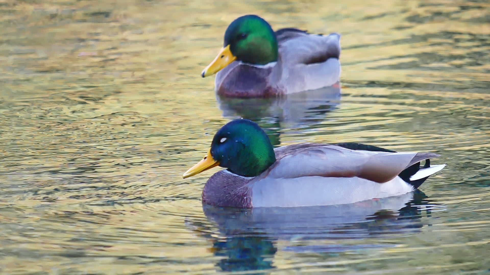 鸭子在湖中游泳视频的预览图